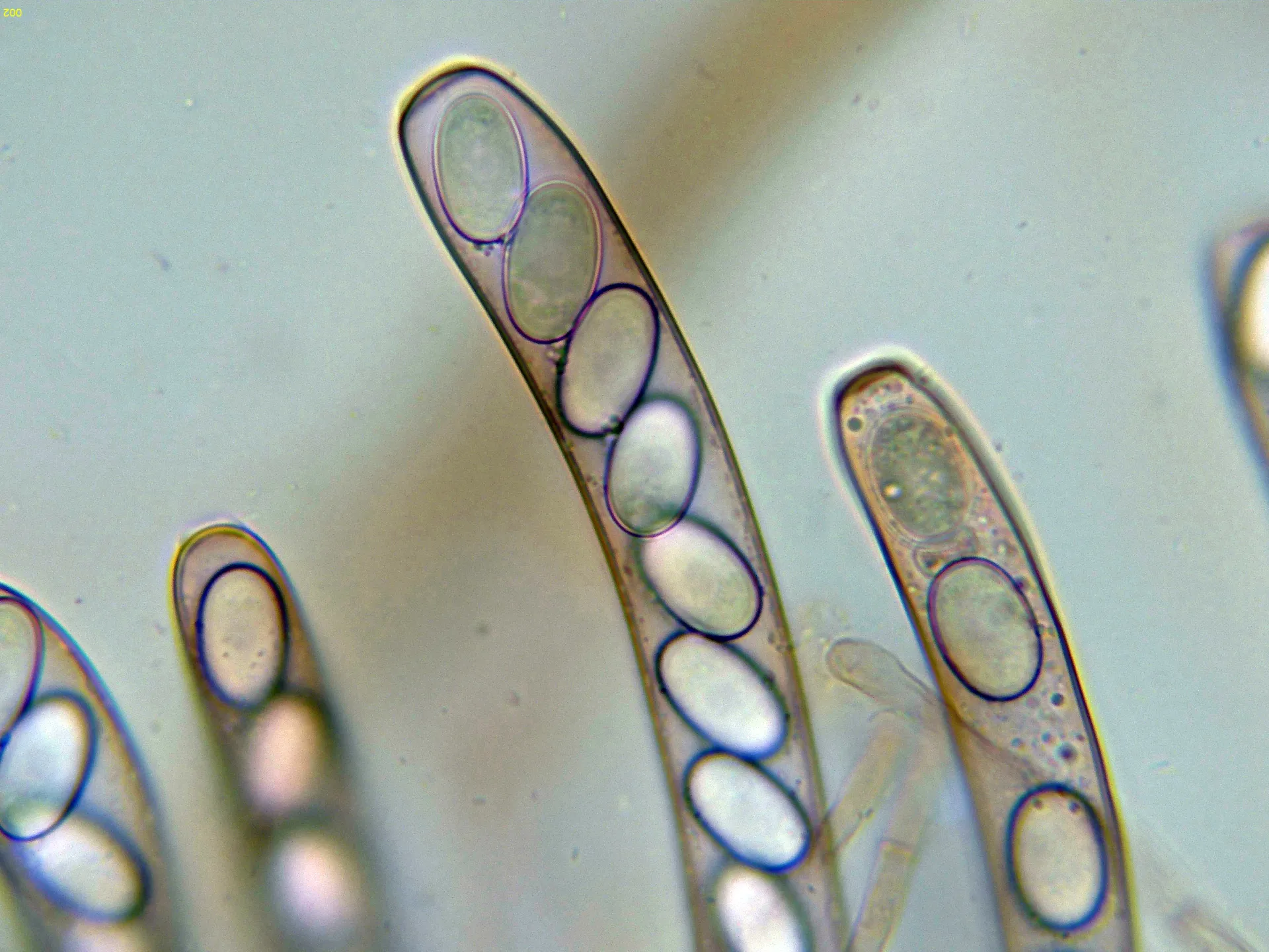 Microscopía de Peziza ammophila - 12 - Ascos-002